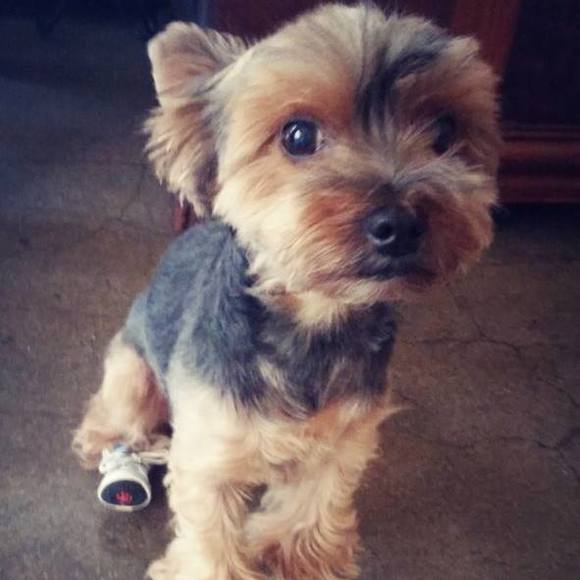 Meet your Posher, Rita - Picture 1 of 1